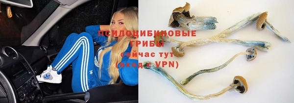 прущие крисы Бородино